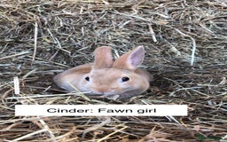 Rex rabbits for sale: Beautiful Purebred Velvet Mini Rex babies  - Image 13