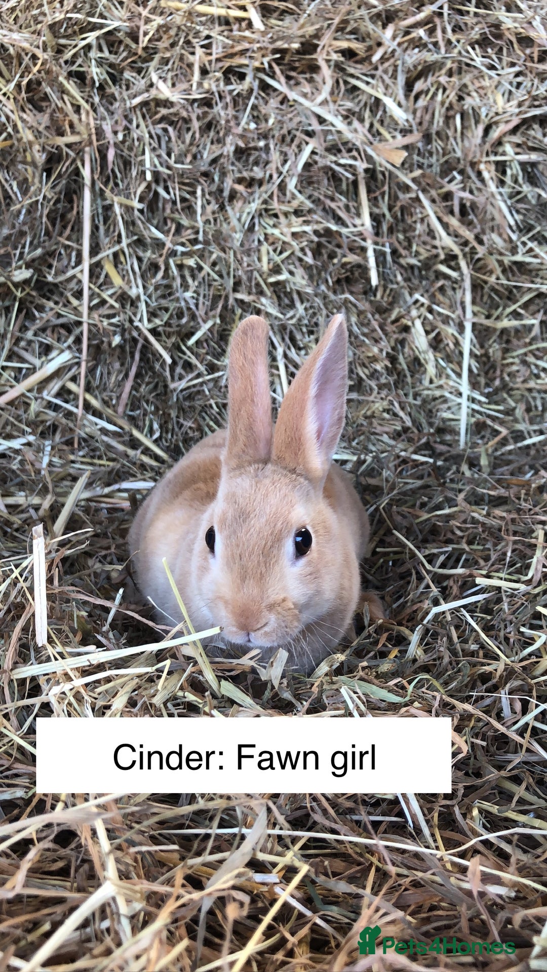Rex rabbits for sale: Beautiful Purebred Velvet Mini Rex babies  - Image 13