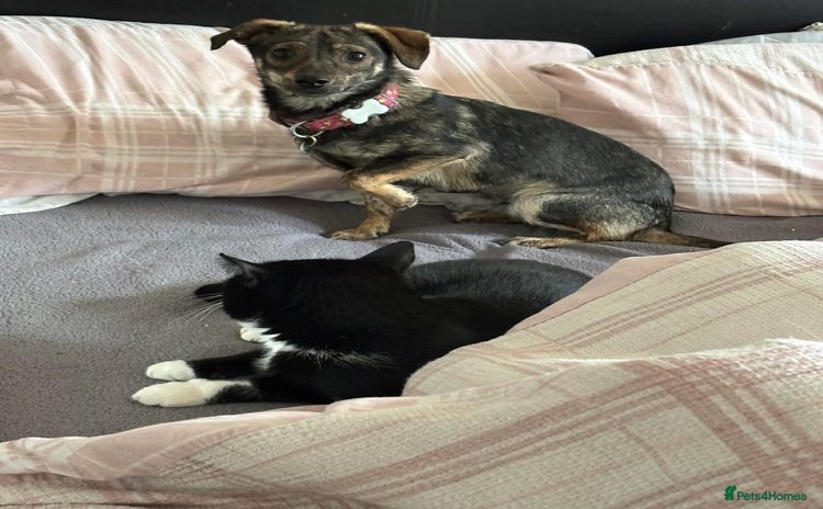 Mixed Breed dogs Minnie - Hingham Norfolk  - Advert 1