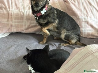 Mixed Breed dogs Minnie - Hingham Norfolk - Advert 15