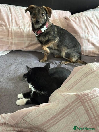 Mixed Breed dogs Minnie - Hingham Norfolk - Advert 1