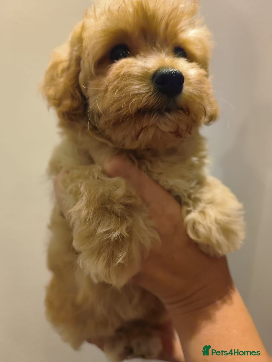 Maltipoo dogs for sale: Tiny maltipoo puppies - Image 10