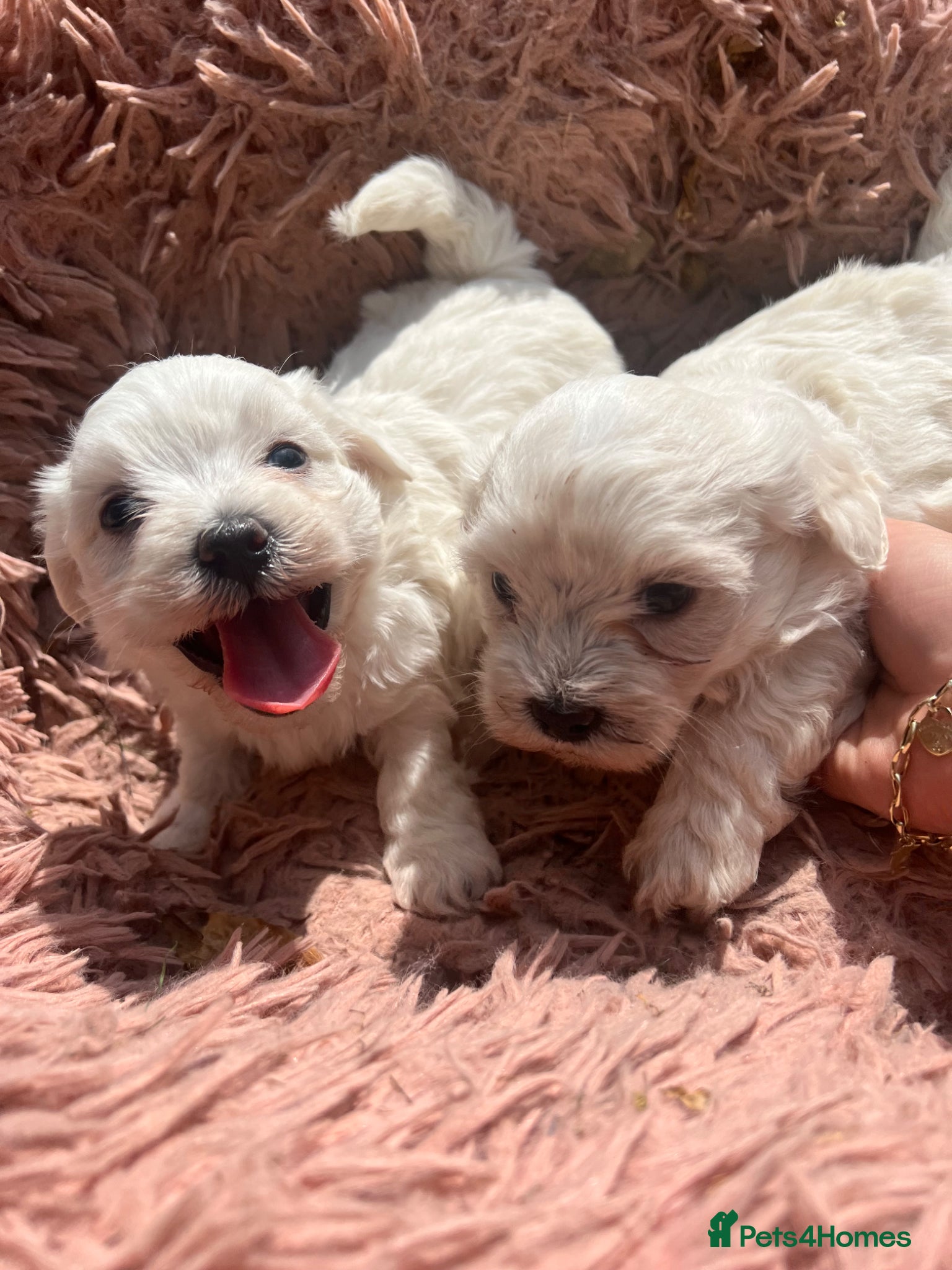 Bichon Frise dogs Bichon frise - Advert 3