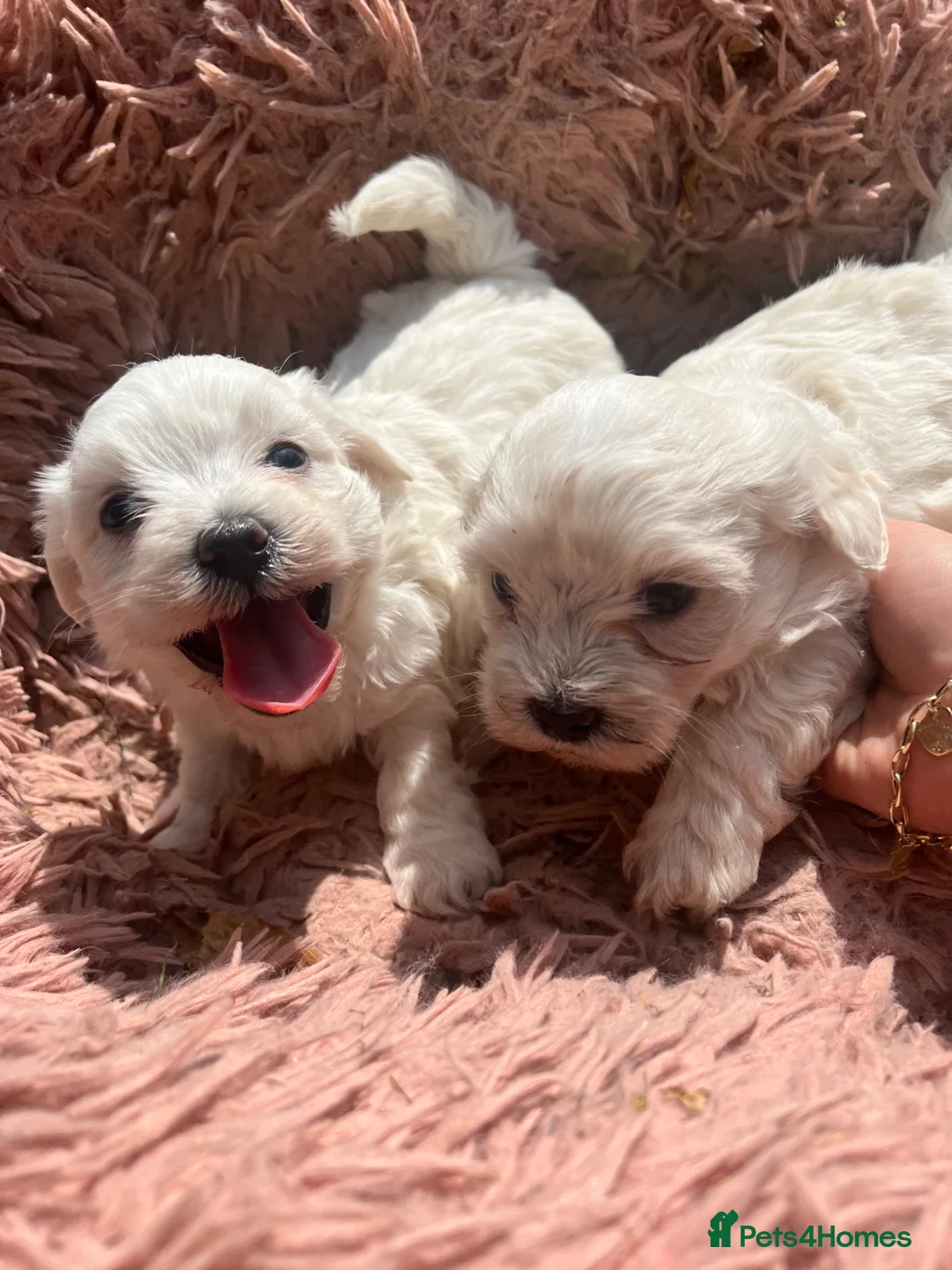 Bichon Frise dogs for sale: Bichon frise - Advert 1
