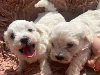Bichon Frise dogs Bichon frise - Advert 1