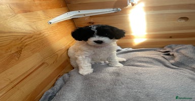 Cavapoo dogs - Advert 7