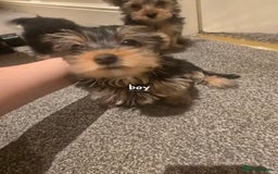 Yorkshire Terrier dogs for sale: Small puppies  - Image 2