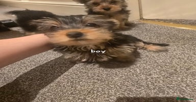 Yorkshire Terrier dogs - Advert 16