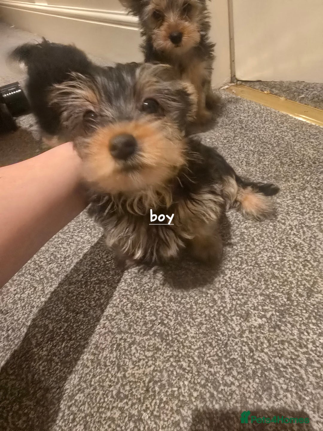 Yorkshire Terrier dogs for sale: Small puppies  - Image 2