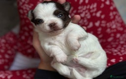 Chihuahua dogs for sale: Long Haired Applehead puppies - Advert 9