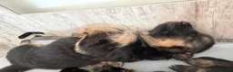 German Shepherd dogs for sale: German Shepherd Stunning Litter! - Advert 15