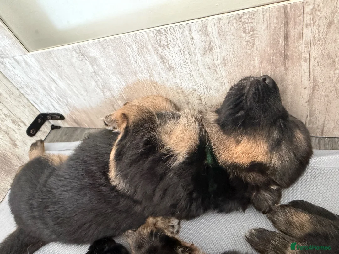 German Shepherd dogs for sale: German Shepherd Stunning Litter! - Advert 15