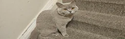 British Shorthair cats for sale: Active mom SALE - Advert 3