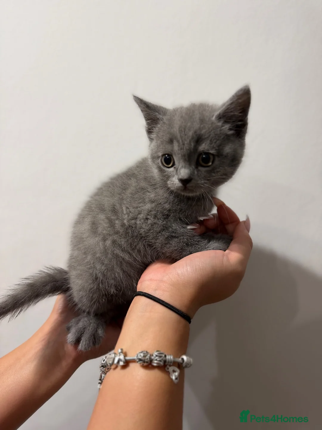British Shorthair cats for sale: British shorthair blue kittens ready today!  in Hatfield - Advert 2