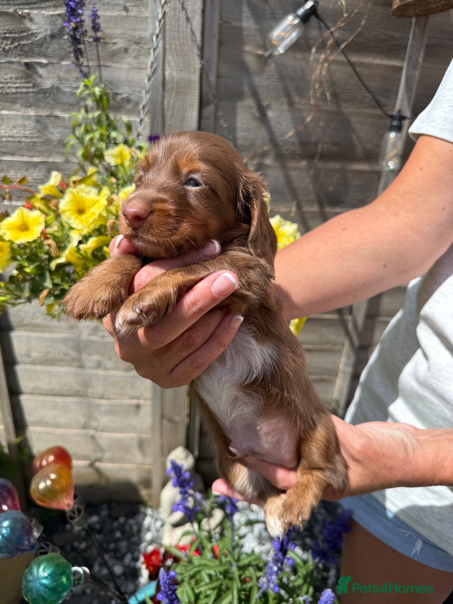 Miniature Dachshund dogs Stunning KC Reg Miniature Long Haired Litter  - Advert 1