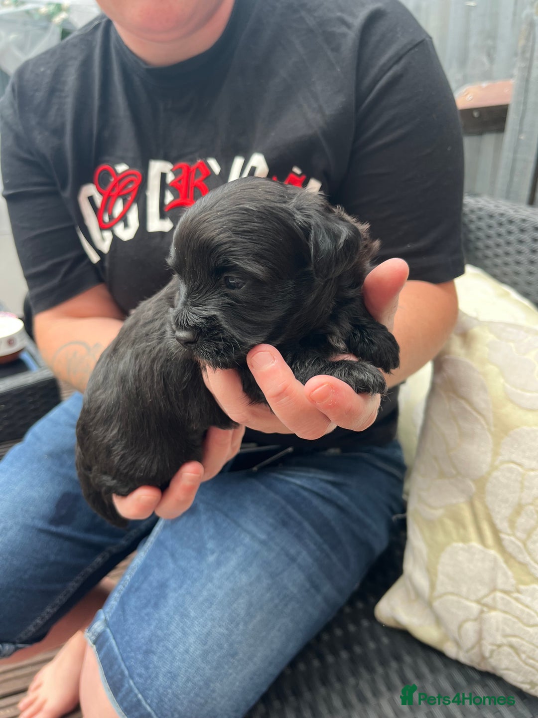 Shihpoo dogs for sale: Shihpoo - Image 8