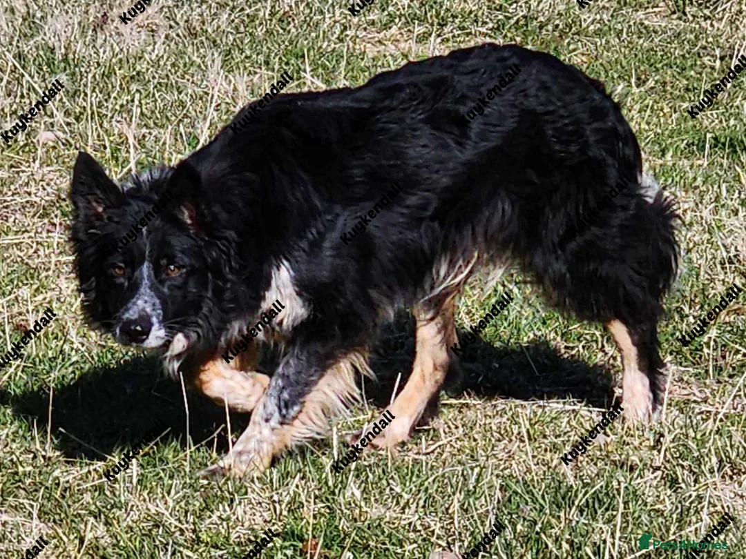 Border Collie dogs for stud: ISDS&KC Fully Tested Border Collie for Stud in Bicester - Advert 25