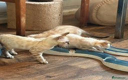 Bengal cats for sale: Snow and charcoal Bengals Registered - Image 5
