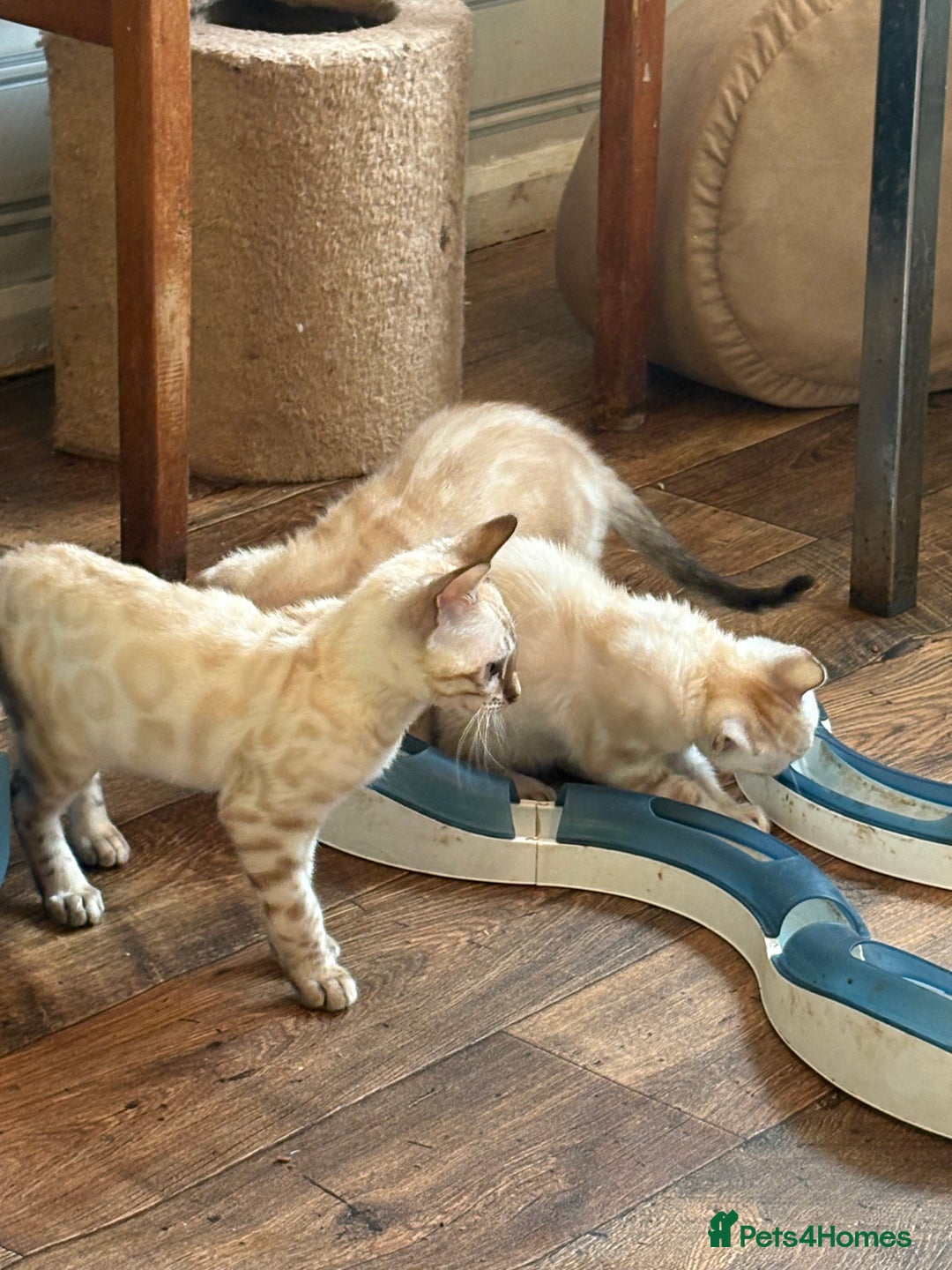 Bengal cats for sale: Snow and charcoal Bengals Registered - Image 5