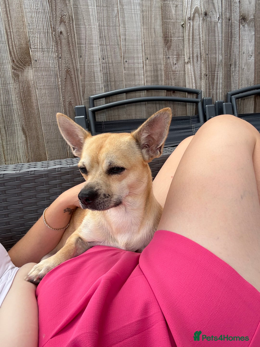 Chihuahua dogs for sale: Male Chihuahua - Advert 2