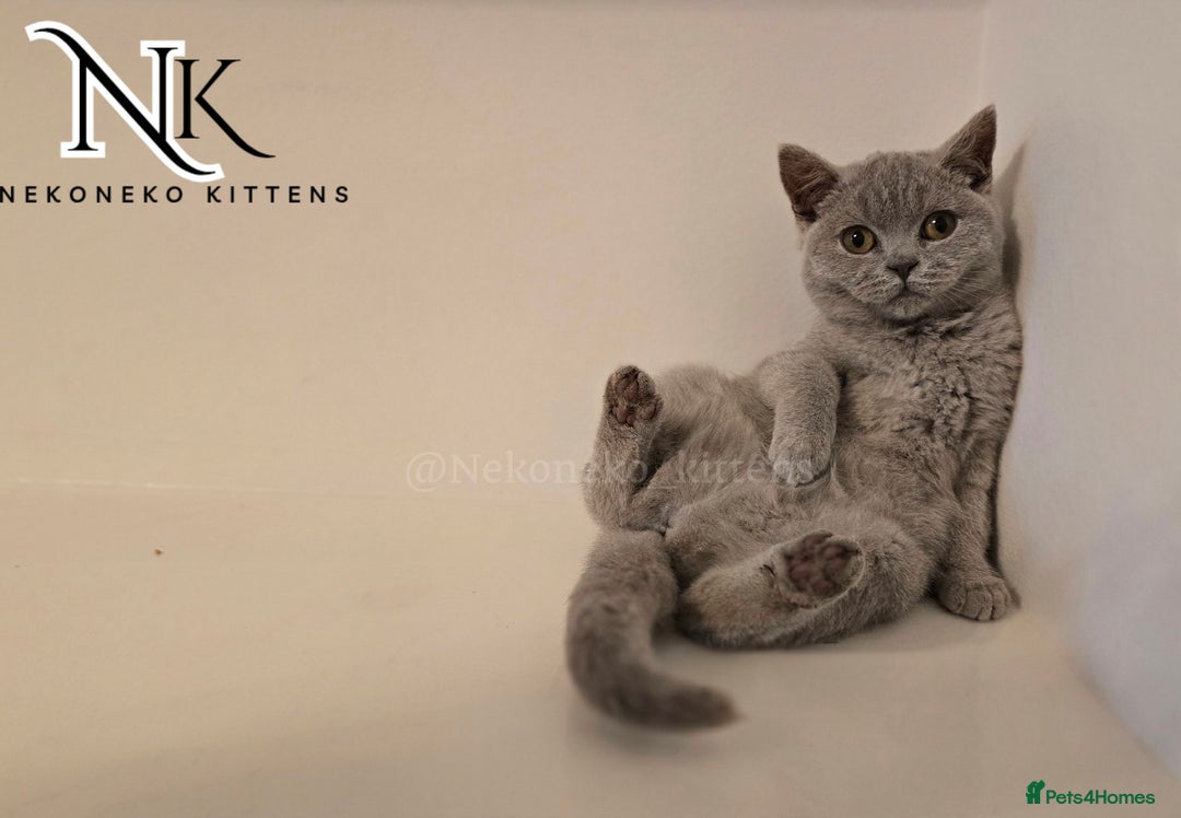 British Shorthair cats for sale: GORGEOUS GCCF REG TEDDYS 🐻🧸 READY TO LEAVE ❗️❗️ - Image 7