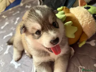 Mixed Breed dogs Beautiful husky cross puppies - Advert 10