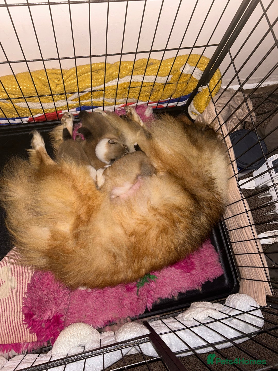 Rough Collie dogs for sale: Rough Collie Puppies  - Advert 6