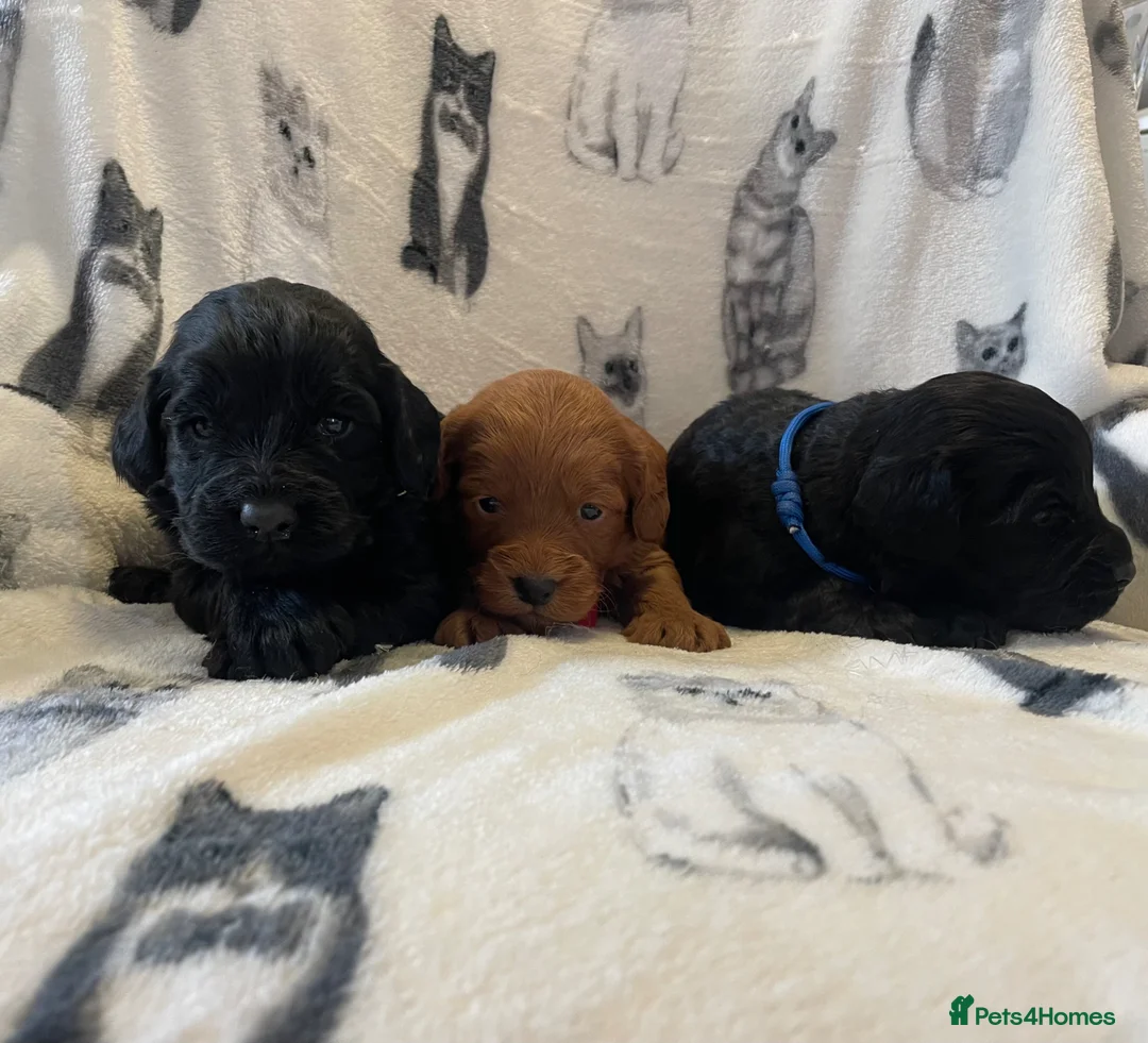 Cockapoo dogs for sale: Beautiful F1 cockapoos  - Advert 17