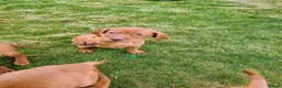 Hungarian Vizsla dogs for sale: Stunning Working Bred KC Hungarian Vizsla puppies  - Advert 7