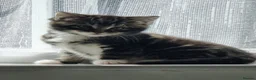 Domestic Shorthair cats for sale: Three kittens looking for the best homes - Advert 6