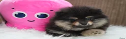 Pomeranian dogs for sale: KC Registered Boys and Girls - Advert 13