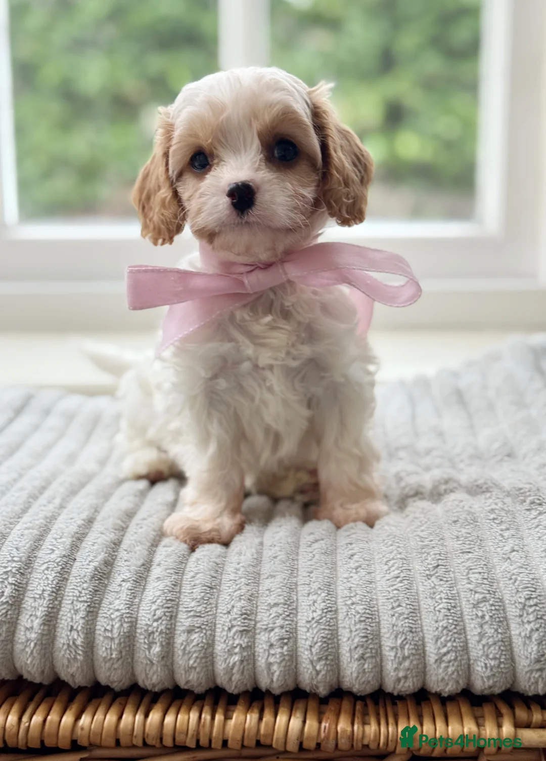 Cavapoo dogs for sale: Stunning F2 cavapoo health tested - Advert 19