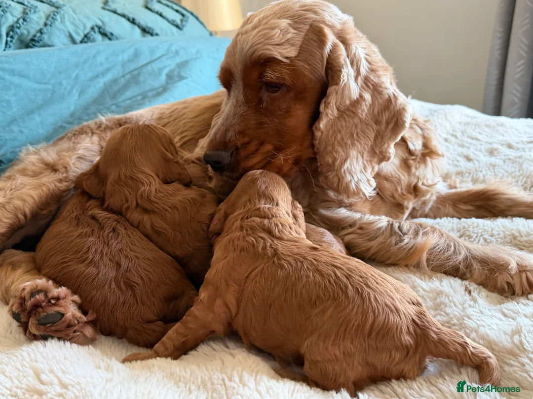 Cockapoo dogs for sale: F1 Cockerpoo girls  - Advert 4