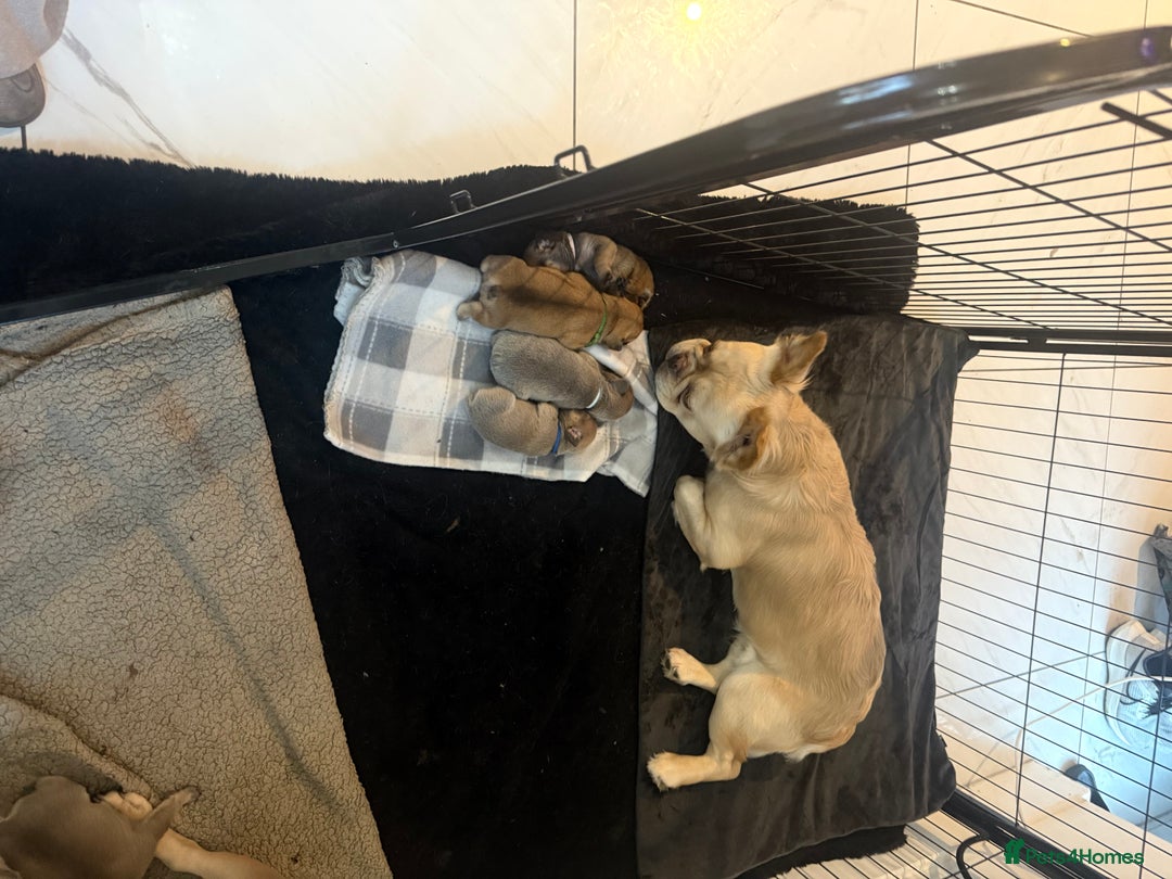 French Bulldog dogs for sale: French Bulldog puppies - Advert 5