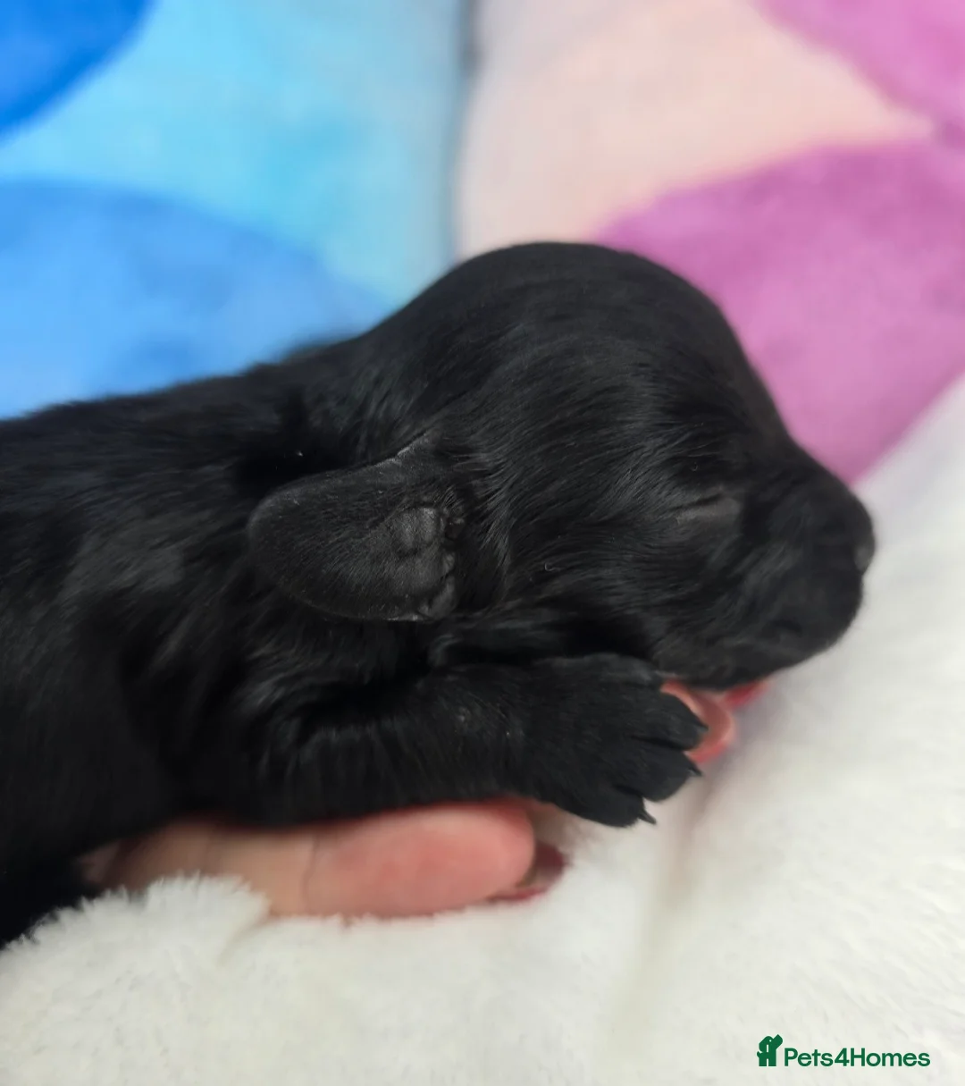 Cavapoo dogs for sale: 🩷🩵SMALL TOY🐶CAVAPOO PUPS🐶HEALTH DNA TESTED🩵🩷 - Advert 8