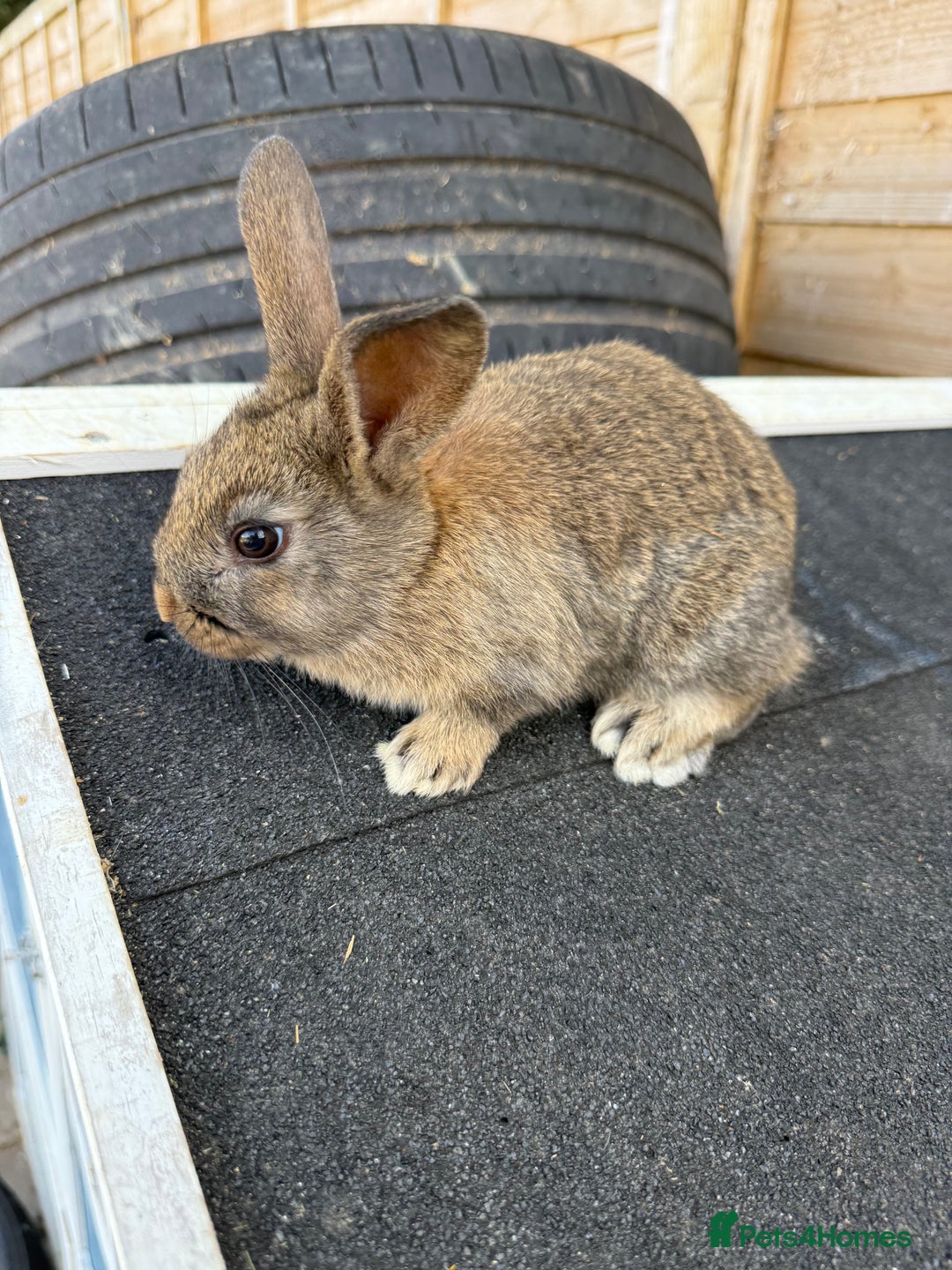 Harlequin rabbits for sale: 2 harlequin doe’s for sale - Image 3