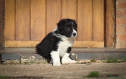 Border Collie dogs for sale: Border Collie Puppies for Sale - Image 4