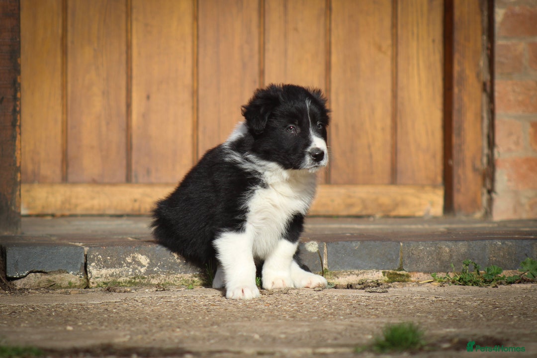 Border Collie dogs for sale: Border Collie Puppies for Sale - Image 4