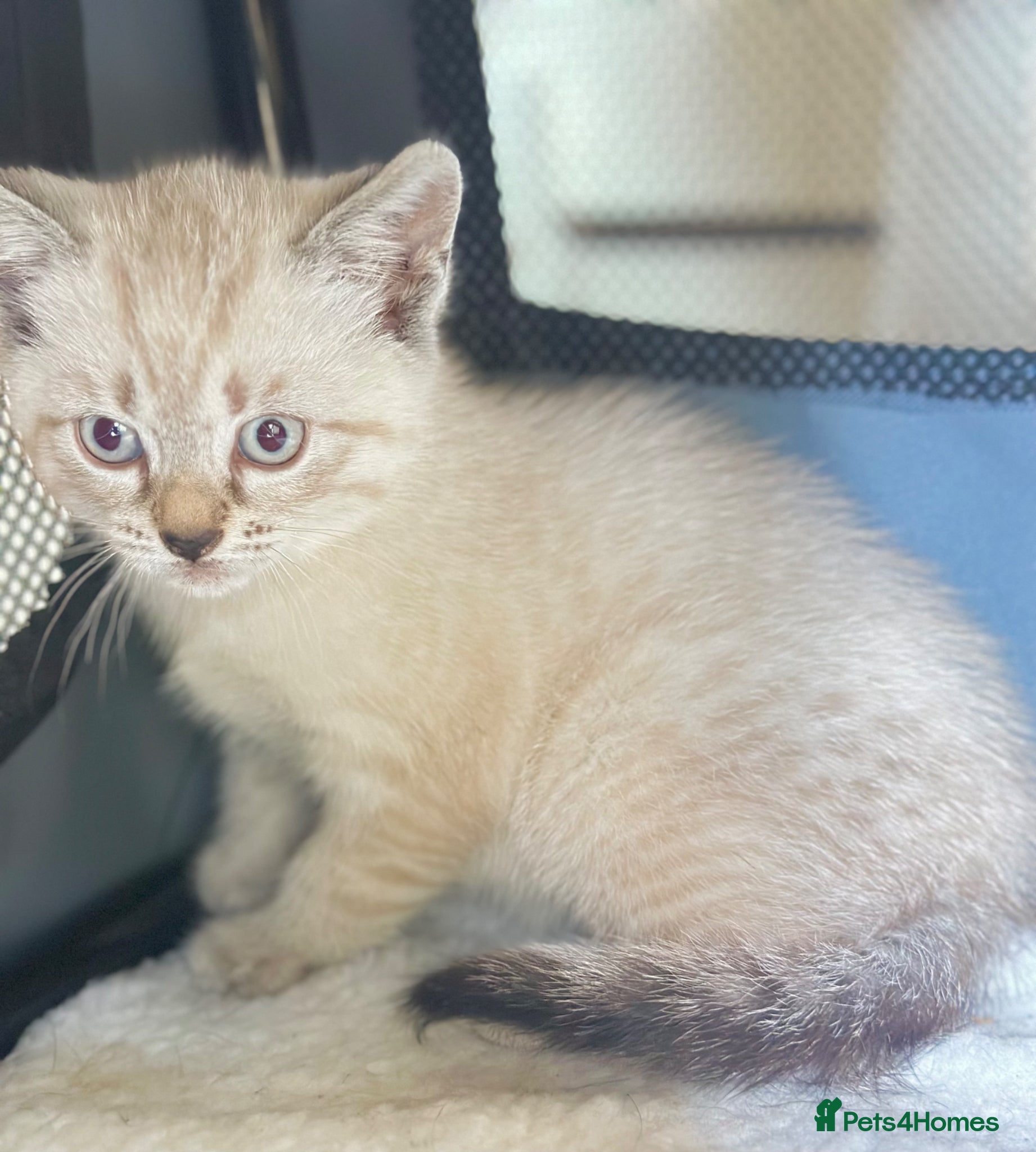 Mixed Breed cats for sale: 2 Cute kittens 🐱 ready to go ❤️ - Advert 4