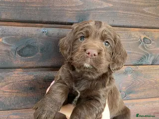 Sprocker dogs Sprocker spaniel puppies - Advert 5