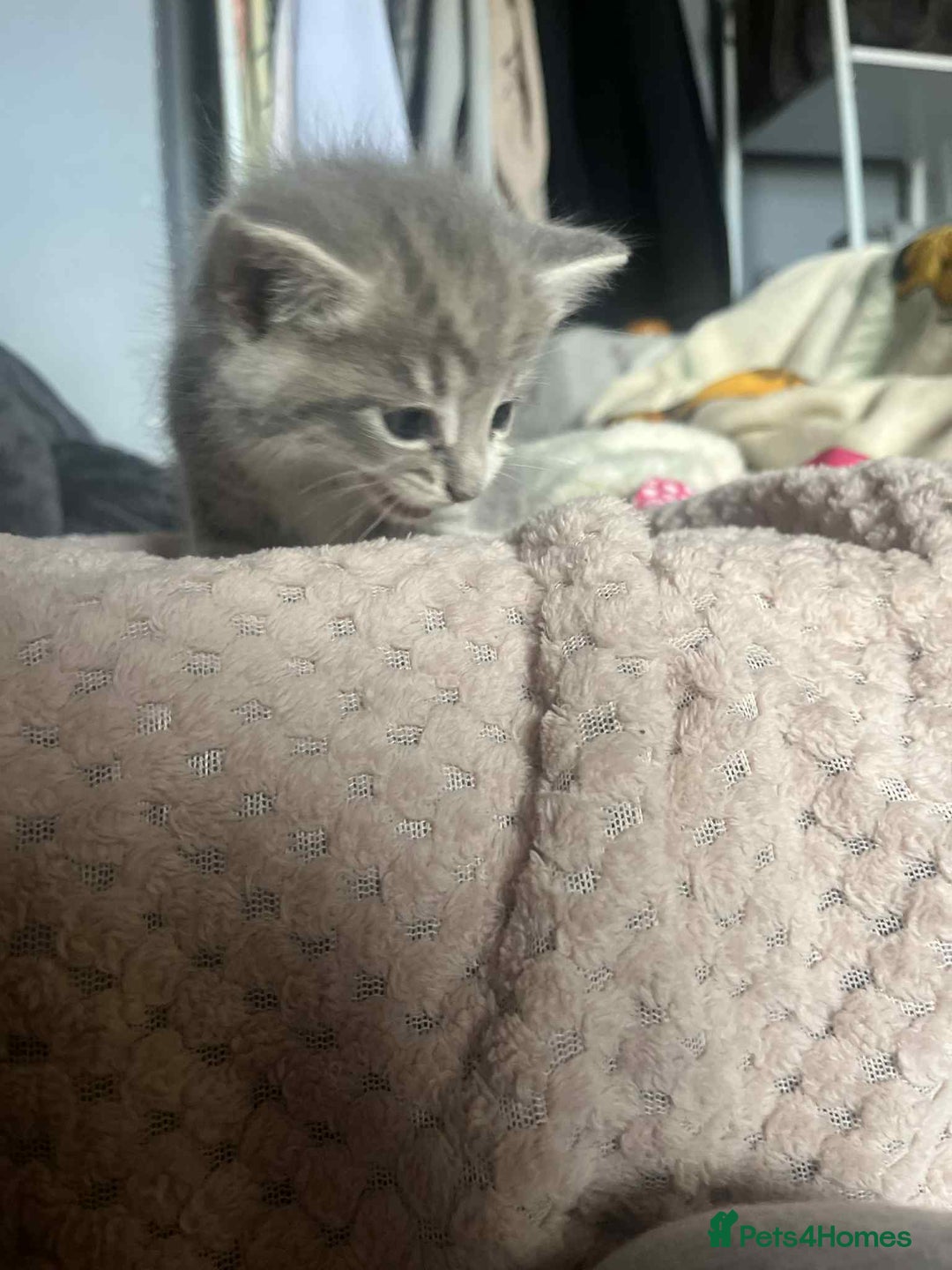 Mixed Breed cats for sale: Beautiful grey kittens - Image 13