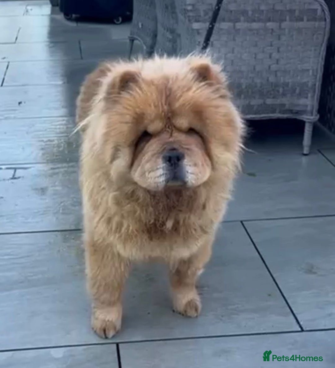 Chow Chow dogs for sale: Chow chow female looking new home - Advert 2