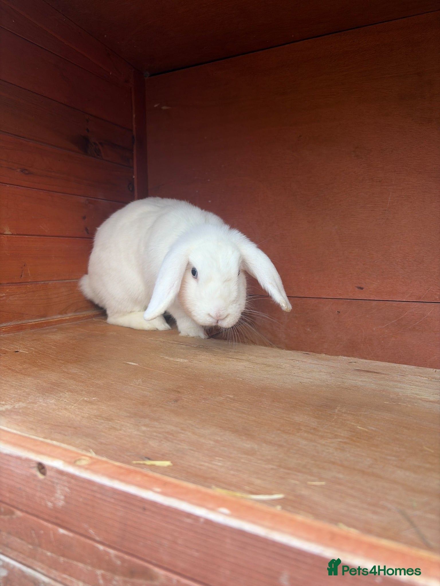 Mini Lop rabbits white fluffy, female, mini lop - Advert 1