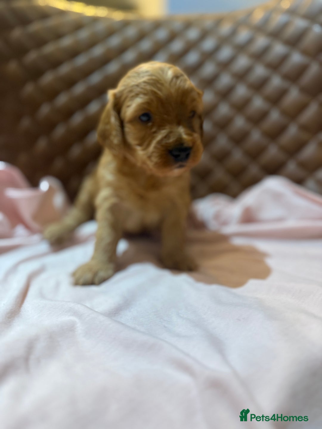 Cockapoo dogs for sale: 7 Golden Cockapoo girls - Advert 7