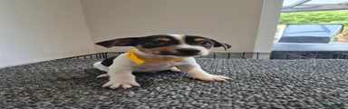 Orion yellow collar 