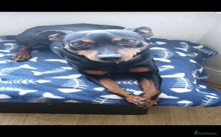 Miniature Pinscher dogs - Advert 3