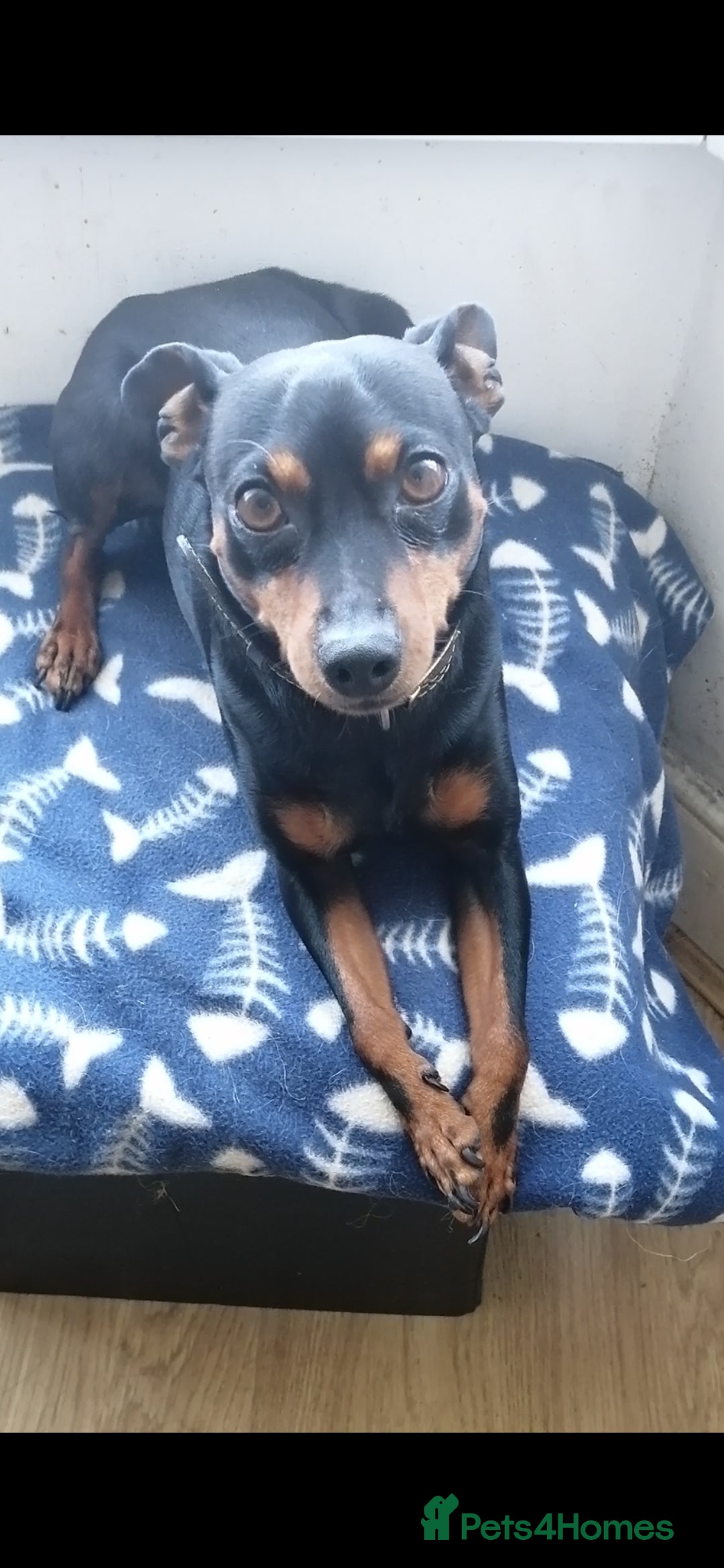 Miniature Pinscher dogs for stud: Male mini pinscher available for stud - Image 1