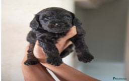 Cockapoo dogs for sale: BLACK COCKAPOOS - Image 1
