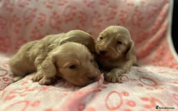 Miniature Dachshund dogs for sale: Cream Luxury Long-Haired Dachshunds - Image 8