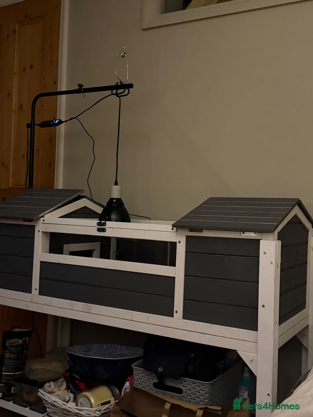 Tortoise reptiles for sale: Tortoise and enclosure for sale  - Advert 2